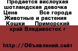 Продается вислоухая шотландская девочка › Цена ­ 8 500 - Все города Животные и растения » Кошки   . Приморский край,Владивосток г.